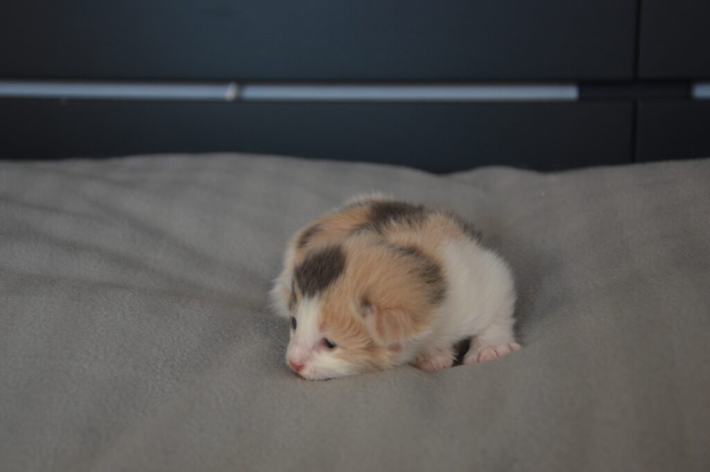 Imola Furrari - g 03 1 uge